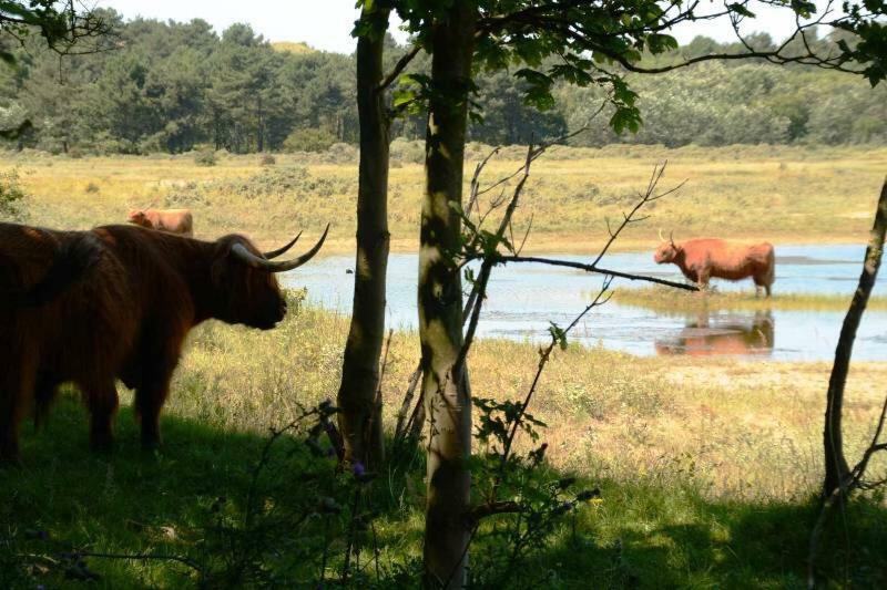 La Tulipe Apartman Egmond aan den Hoef Kültér fotó